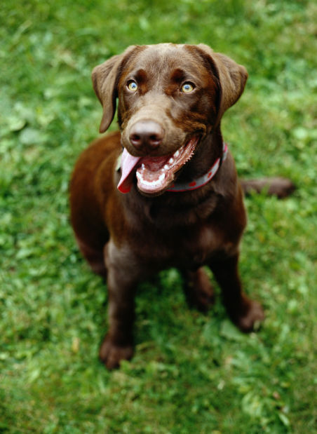 1. Labrador Retriever